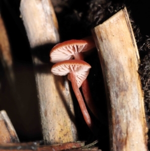 Laccaria sp. at Acton, ACT - 3 Jun 2021