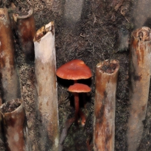 Laccaria sp. at Acton, ACT - 3 Jun 2021