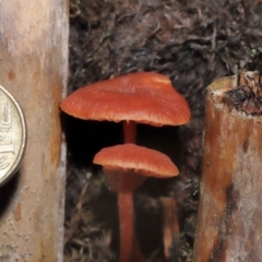 Laccaria sp. at Acton, ACT - 3 Jun 2021