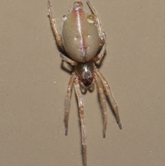 Cheiracanthiidae (family) (Sac spiders) at Acton, ACT - 3 Jun 2021 by TimL