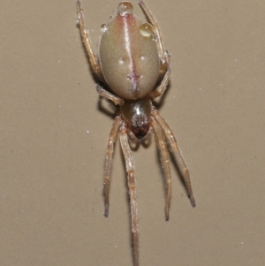 Cheiracanthiidae (family) at Acton, ACT - 3 Jun 2021