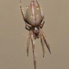 Unidentified Spider (Araneae) at Acton, ACT - 3 Jun 2021 by TimL