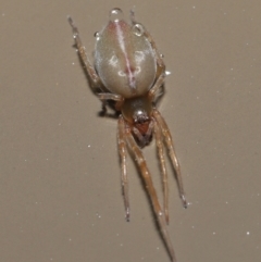 Cheiracanthiidae (family) at Acton, ACT - 3 Jun 2021