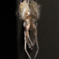 Cheiracanthiidae (family) at Acton, ACT - 3 Jun 2021