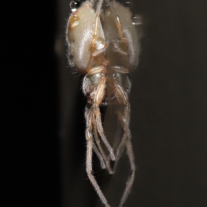 Cheiracanthiidae (family) at Acton, ACT - 3 Jun 2021