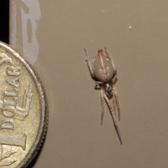 Cheiracanthiidae (family) at Acton, ACT - 3 Jun 2021 11:32 AM