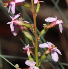 Stylidium (genus) (Trigger Plant) at Acton, ACT - 6 Jun 2021 by TimL