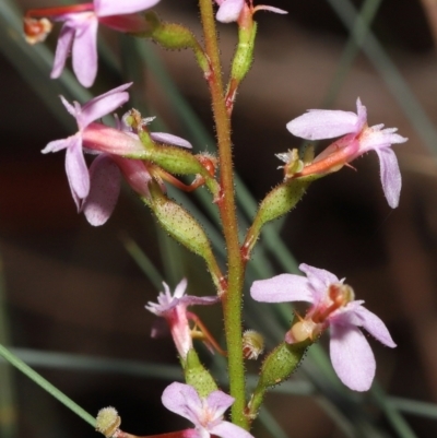 Stylidium (genus) (Trigger Plant) at Acton, ACT - 6 Jun 2021 by TimL