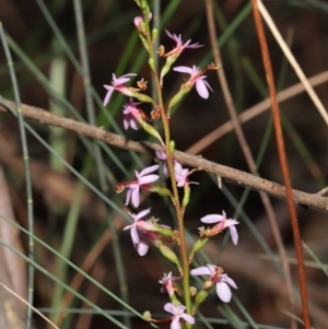 Stylidium sp. at Acton, ACT - 6 Jun 2021 12:27 PM