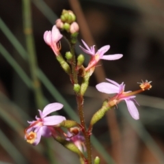 Stylidium sp. at Acton, ACT - 6 Jun 2021 12:27 PM