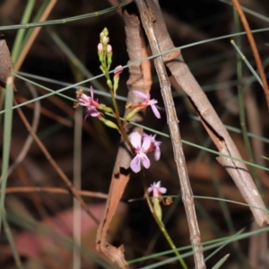 Stylidium sp. at Acton, ACT - 6 Jun 2021 12:27 PM