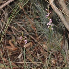 Stylidium sp. at Acton, ACT - 6 Jun 2021 12:27 PM