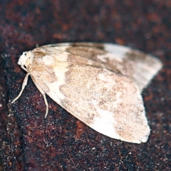 Halone pteridaula (a Lichen moth) at Tidbinbilla Nature Reserve - 12 Mar 2021 by ibaird