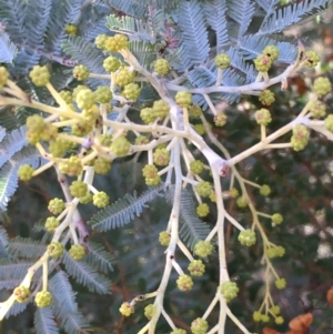 Acacia dealbata subsp. dealbata at Kowen, ACT - 6 Jun 2021