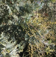 Acacia dealbata subsp. dealbata at Kowen, ACT - 6 Jun 2021