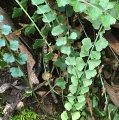 Asplenium flabellifolium (Necklace Fern) at Kowen Escarpment - 6 Jun 2021 by JaneR