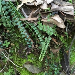 Asplenium flabellifolium at Kowen, ACT - 6 Jun 2021 02:36 PM