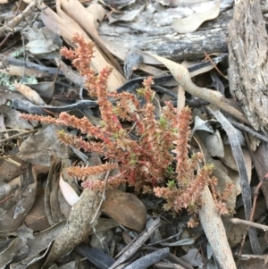 Crassula sieberiana at Kowen, ACT - 6 Jun 2021 02:52 PM