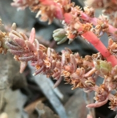 Crassula sieberiana at Kowen, ACT - 6 Jun 2021 02:52 PM