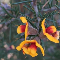 Dillwynia sieberi (Sieber's Parrot Pea) at Kowen Escarpment - 6 Jun 2021 by JaneR