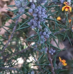 Dillwynia sieberi at Kowen, ACT - 6 Jun 2021 03:16 PM