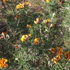 Dillwynia sieberi at Kowen, ACT - 6 Jun 2021 03:16 PM