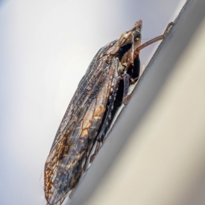 Stenocotis sp. (genus) at Acton, ACT - 6 Jun 2021