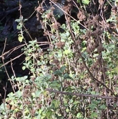 Marrubium vulgare (Horehound) at Kowen, ACT - 6 Jun 2021 by JaneR