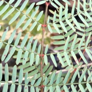 Acacia rubida at Kowen, ACT - 6 Jun 2021