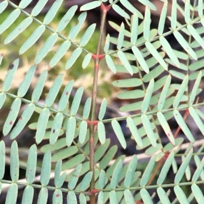Acacia rubida (Red-stemmed Wattle, Red-leaved Wattle) at Kowen Escarpment - 6 Jun 2021 by JaneR
