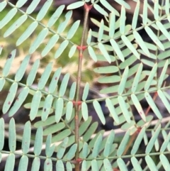 Acacia rubida (Red-stemmed Wattle, Red-leaved Wattle) at Kowen, ACT - 6 Jun 2021 by JaneR