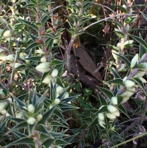 Melichrus urceolatus at Kowen, ACT - 6 Jun 2021