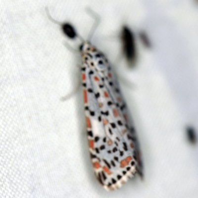 Utetheisa pulchelloides (Heliotrope Moth) at Tidbinbilla Nature Reserve - 12 Mar 2021 by ibaird