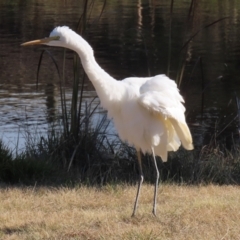 Ardea alba (Great Egret) at Gordon, ACT - 6 Jun 2021 by RodDeb