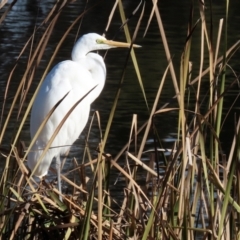 Ardea alba at Gordon, ACT - 6 Jun 2021 01:36 PM