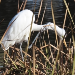 Ardea alba at Gordon, ACT - 6 Jun 2021 01:36 PM