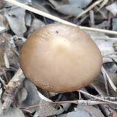 Oudemansiella gigaspora group (Rooting Shank) at Cook, ACT - 6 Jun 2021 by drakes