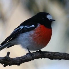 Petroica boodang (Scarlet Robin) at Majura, ACT - 5 Jun 2021 by jb2602