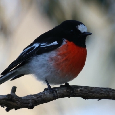 Petroica boodang (Scarlet Robin) at Majura, ACT - 5 Jun 2021 by jbromilow50