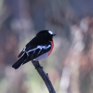 Petroica boodang at Majura, ACT - 5 Jun 2021 04:00 PM