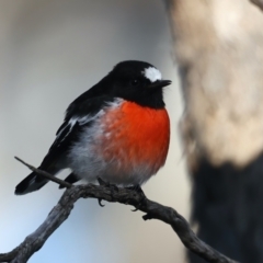 Petroica boodang at Majura, ACT - 5 Jun 2021