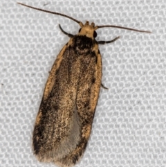 Hoplostega ochroma (a Eulechria Group moth) at Melba, ACT - 27 Oct 2020 by Bron
