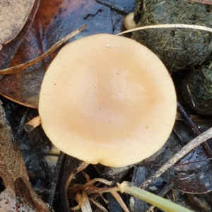 Clitocybe s. l. at Cook, ACT - 6 Jun 2021