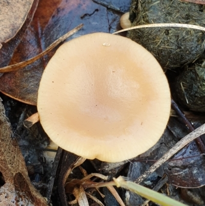 Clitocybe s. l. at Cook, ACT - 6 Jun 2021 by drakes