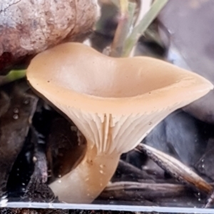 Clitocybe s. l. at Cook, ACT - 6 Jun 2021