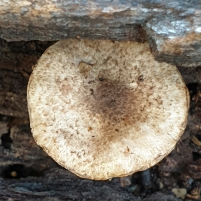 Lepiota s.l. at Cook, ACT - 6 Jun 2021 by drakes