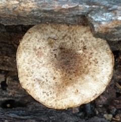 Unidentified Cap on a stem; gills below cap [mushrooms or mushroom-like] at Cook, ACT - 6 Jun 2021 by drakes
