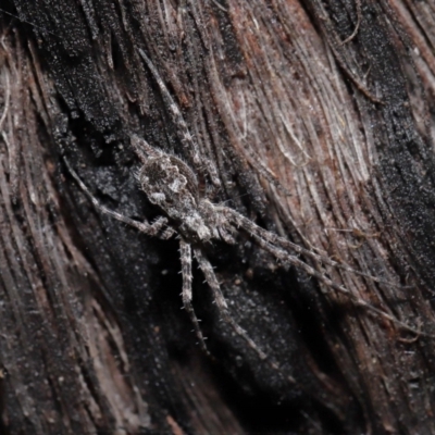 Tamopsis fickerti (Two-tailed spider) at Downer, ACT - 4 Jun 2021 by TimL
