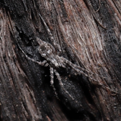 Tamopsis fickerti (Two-tailed spider) at ANBG - 4 Jun 2021 by TimL