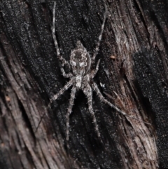 Tamopsis fickerti (Two-tailed spider) at ANBG - 4 Jun 2021 by TimL